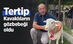 Tertip, Kavaklıların gözbebeği oldu