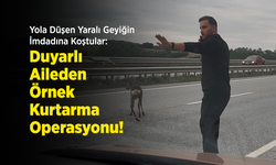 Yola Düşen Yaralı Geyiğin İmdadına Koştular: Duyarlı Aileden Örnek Kurtarma Operasyonu!