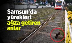 Samsun’da tramvayın altına giren yavru kedi sağ kurtuldu