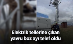 Elektrik tellerine çıkan yavru boz ayı telef oldu