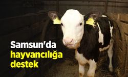 Samsun'da hayvancılığa destek