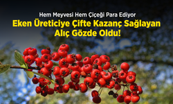 Hem Meyvesi Hem Çiçeği Para Ediyor: Eken Üreticiye Çifte Kazanç Sağlayan Alıç Gözde Oldu!