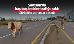 Samsun’da başıboş inekler trafiğe çıktı: Sürücüler zor anlar yaşadı