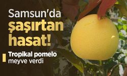 Samsun'da şaşırtan hasat! Tropikal pomelo meyve verdi