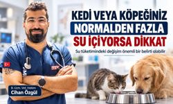 Kedi veya köpeğiniz normalden fazla su içiyorsa dikkat