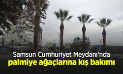 Samsun Cumhuriyet Meydanı'nda palmiye ağaçlarına kış bakımı