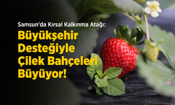 Samsun'da Kırsal Kalkınma Atağı: Büyükşehir Desteğiyle Çilek Bahçeleri Büyüyor!