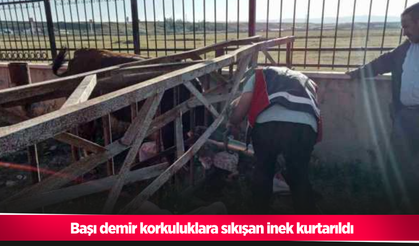 Başı demir korkuluklara sıkışan inek kurtarıldı!