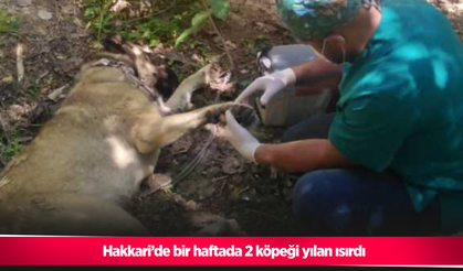 Hakkari’de bir haftada 2 köpeği yılan ısırdı