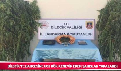 Bilecik’te bahçesine 602 kök kenevir eken şahıslar yakalandı