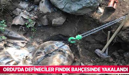 Ordu’da defineciler fındık bahçesinde yakalandı