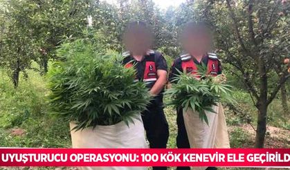 Uyuşturucu operasyonu: 100 kök kenevir ele geçirildi