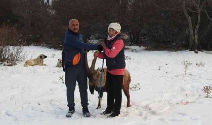 Köpeklerin saldırısına uğrayarak yaralanan dağ keçisini vatandaşlar kurtardı