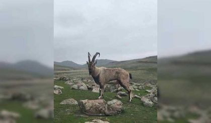 Yaralı dağ keçisi tedavi altına alındı