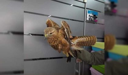 Yaralı halde bulunan kızıl şahin, tedavi altına alındı