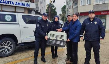 Yorgun düşen kuğunun imdadına polis yetişti