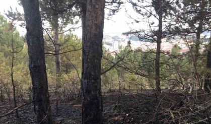 Kastamonu’da orman yangını söndürüldü, yüzlerce ağaç küle döndü