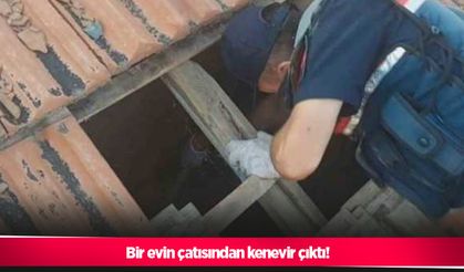 Bir evin çatısından kenevir çıktı!