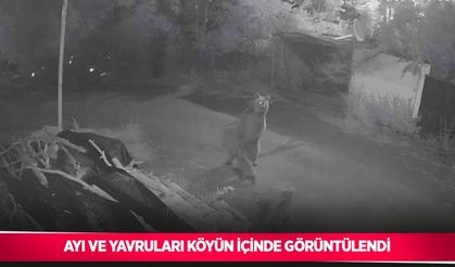 Ayı ve yavruları köyün içinde görüntülendi
