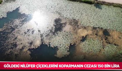 Göldeki nilüfer çiçeklerini koparmanın cezası 150 bin lira