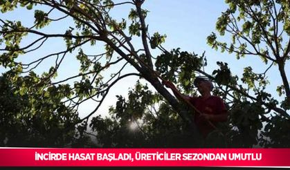 İncirde hasat başladı, üreticiler sezondan umutlu