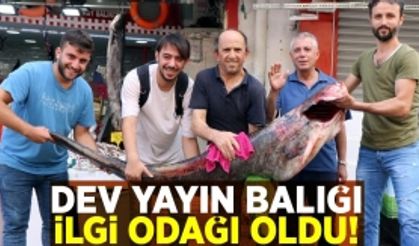 Samsun'da Dev Yayın Balığı Herkesin İlgi Odağı Oldu!