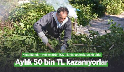 Kendiliğinden yetişen ürün 100 ailenin geçim kaynağı oldu! Aylık 50 bin TL kazanıyorlar