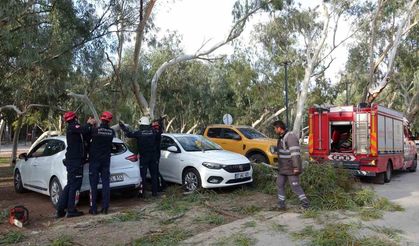 Rüzgar nedeniyle devrilen ağaç iki otomobile zarar verdi