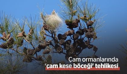 Çam ormanlarında ‘çam kese böceği' tehlikesi