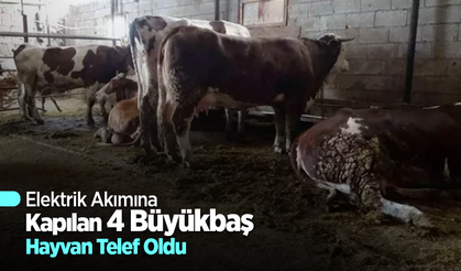 Elektrik Akımına Kapılan 4 Büyükbaş Hayvan Telef Oldu