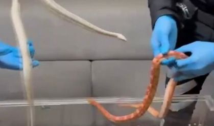 Sarıyer’de polisin durdurduğu araçtan zehirli yılanlar çıktı