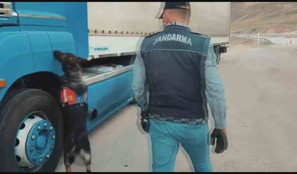 Sigara kaçakçıları tütün tespit köpeğinden kaçamadı