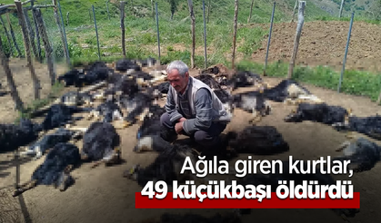 Ağıla giren kurtlar, 49 küçükbaşı öldürdü