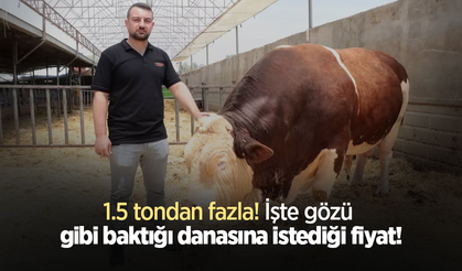 1.5 tondan fazla! İşte gözü gibi baktığı danasına istediği fiyat