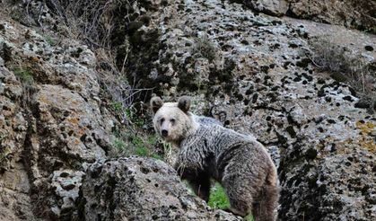 Ayı saldırısından köpekler sayesinde kurtuldu