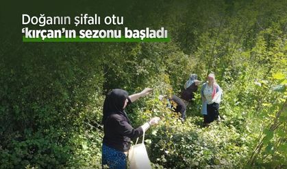 Doğanın şifalı otu ‘kırçan'ın sezonu başladı