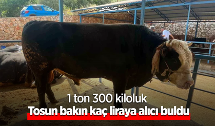 1 ton 300 kiloluk Tosun bakın kaç liraya alıcı buldu