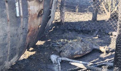 yangında ağıla sıçrayan alevlerde 35 hayvan telef oldu