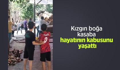 Kızgın boğa kasaba hayatının kabusunu yaşattı
