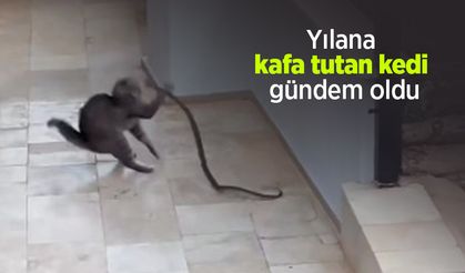 Yılana kafa tutan kedi gündem oldu
