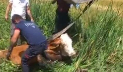 Bataklığa saplanan iki büyükbaş hayvanı itfaiye kurtardı