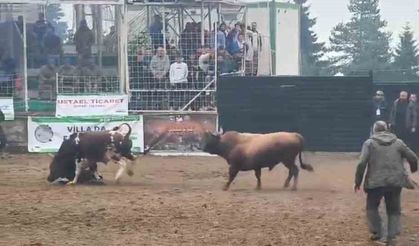 Rakibinden kaçan boğa, bakıcısını boynuzla yere serdi