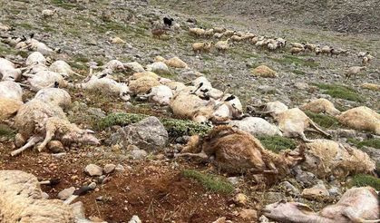 yıldırım isabet eden 200 koyun telef oldu