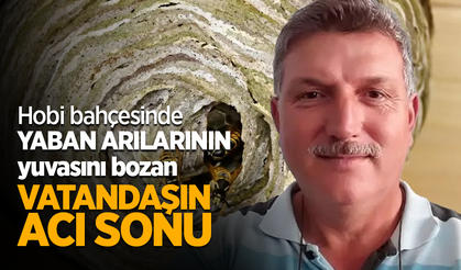 Hobi bahçesinde yaban arılarının yuvasını bozan vatandaşın acı sonu
