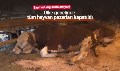Şap hastalığı hızla artıyor! Ülke genelinde tüm hayvan pazarları kapatıldı