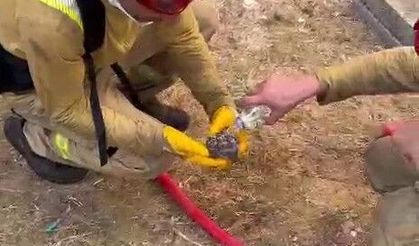 Yangından kurtarılan yaralı kirpiye orman işçileri su içirdi