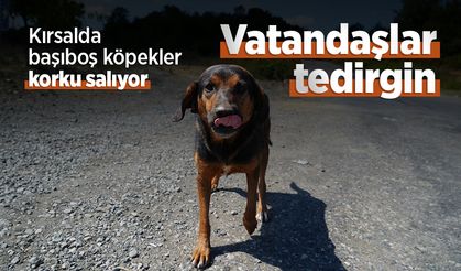 Kırsalda başıboş köpekler korku salıyor: Vatandaşlar tedirgin