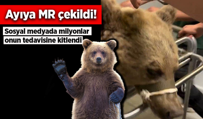 Ayıya MR çekildi: Sosyal medyada milyonlar onun tedavisine kitlendi