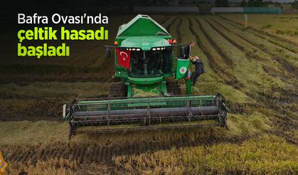 Bafra Ovası'nda çeltik hasadı başladı