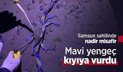 Samsun sahilinde nadir misafir: Mavi yengeç kıyıya vurdu